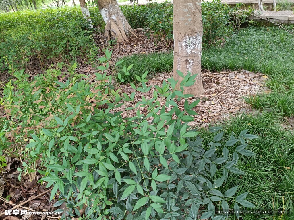 树下绿植景观