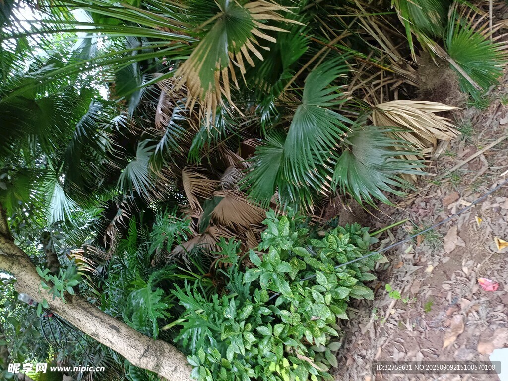 繁茂绿植的自然景致
