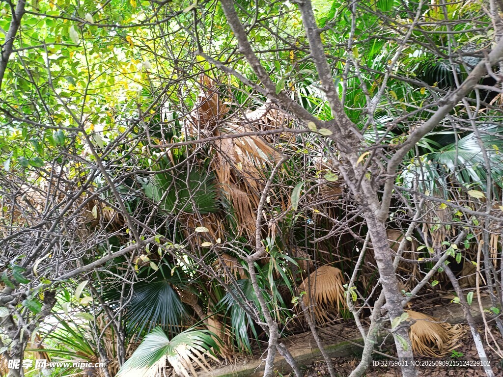 茂密枝叶中的鸟巢