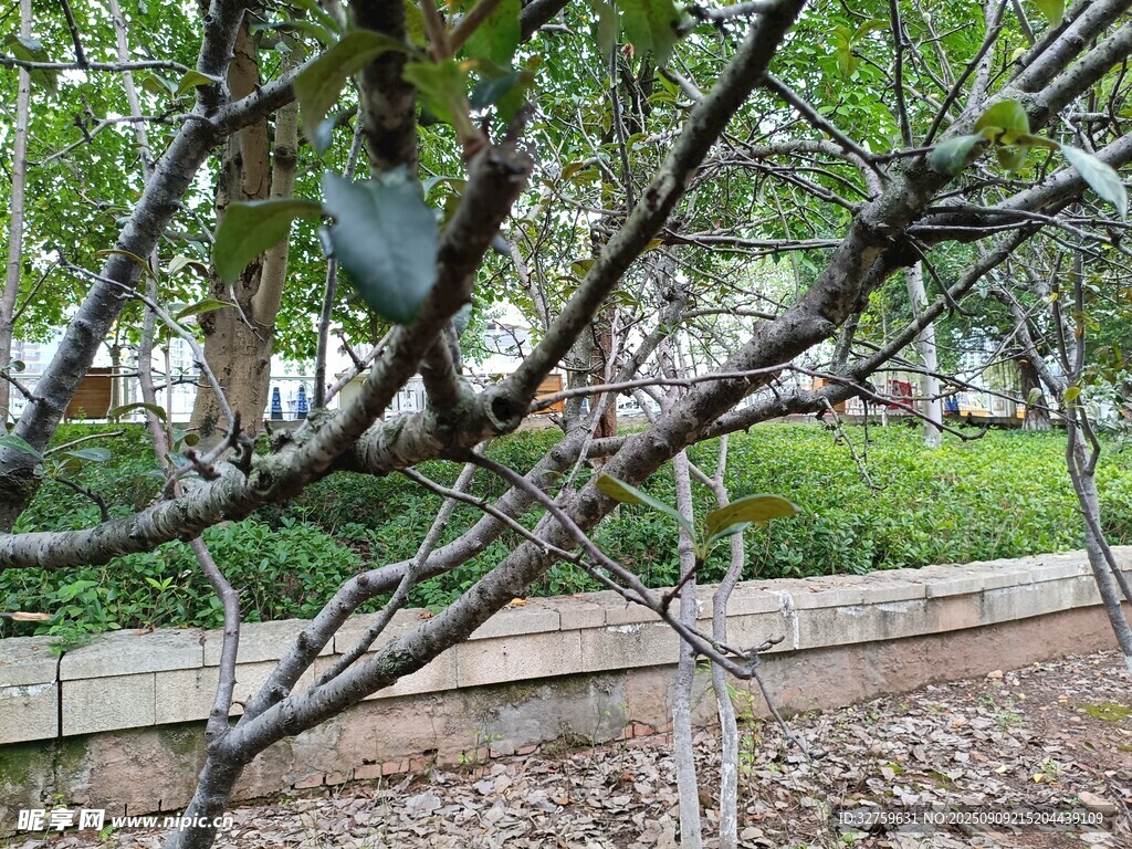 繁茂树枝下的静谧景致