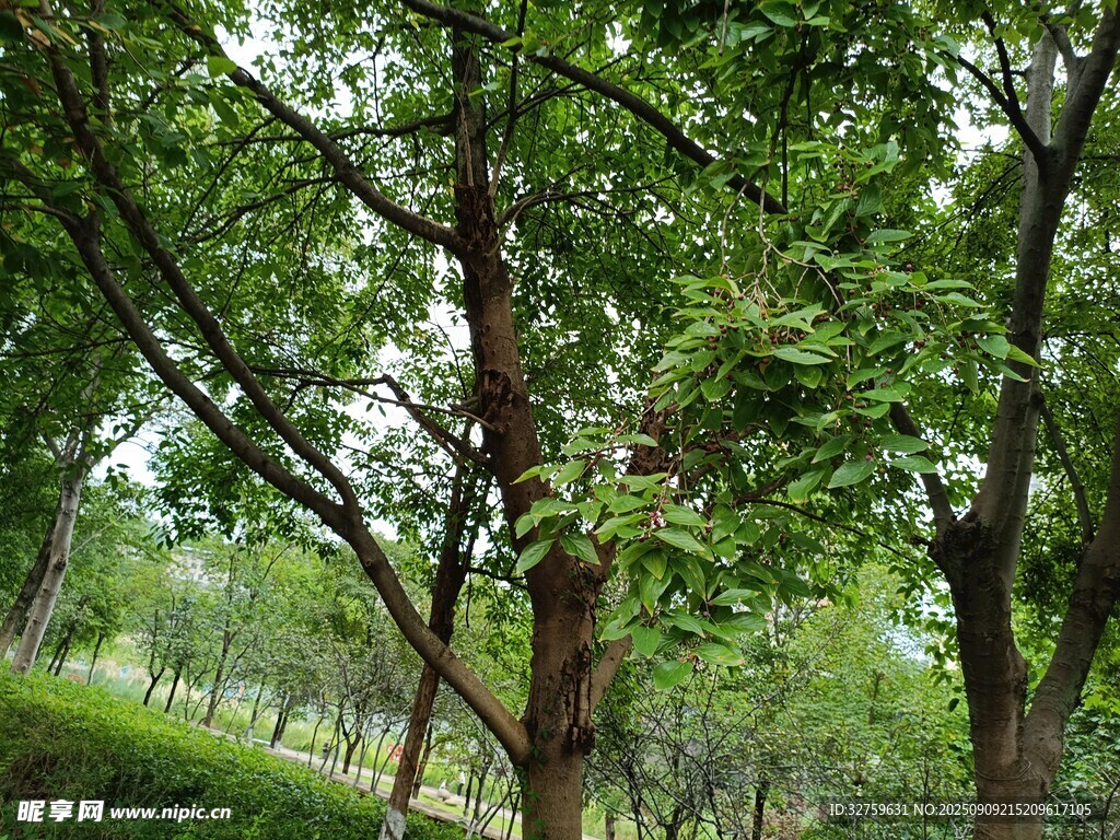 夏日林间绿意盎然