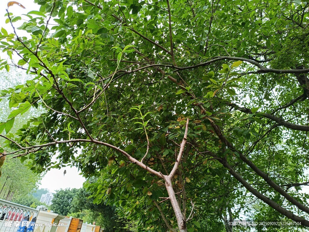 繁茂绿树展现自然生机