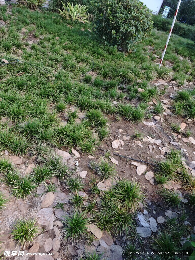 山坡绿植与散落石块景观