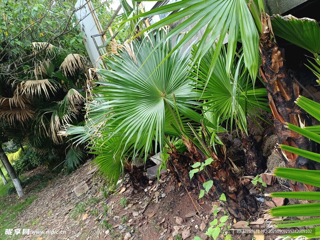 热带植物景观中的扇形叶片