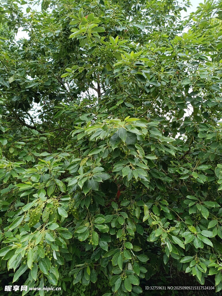 繁茂绿树景观