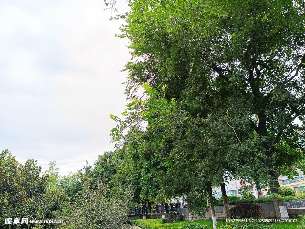 绿树成荫的户外景致