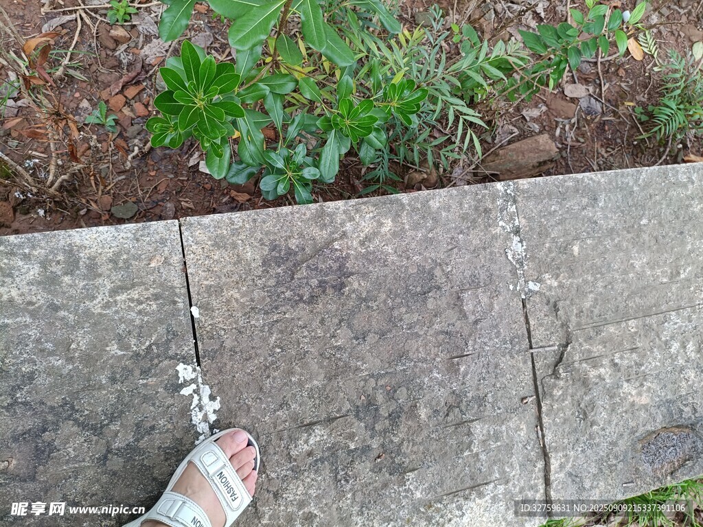 脚边缝隙长出的嫩绿植物