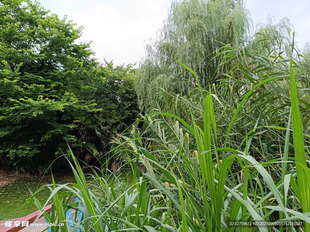 绿意盎然的户外植物景观