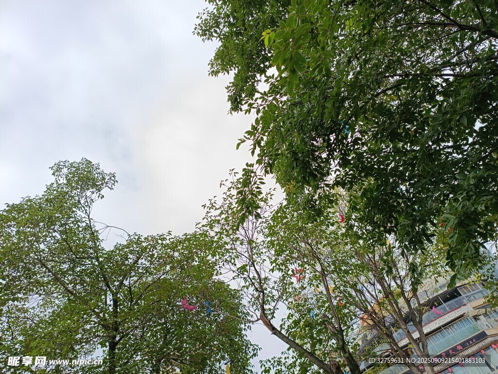 仰视繁茂绿树与楼宇