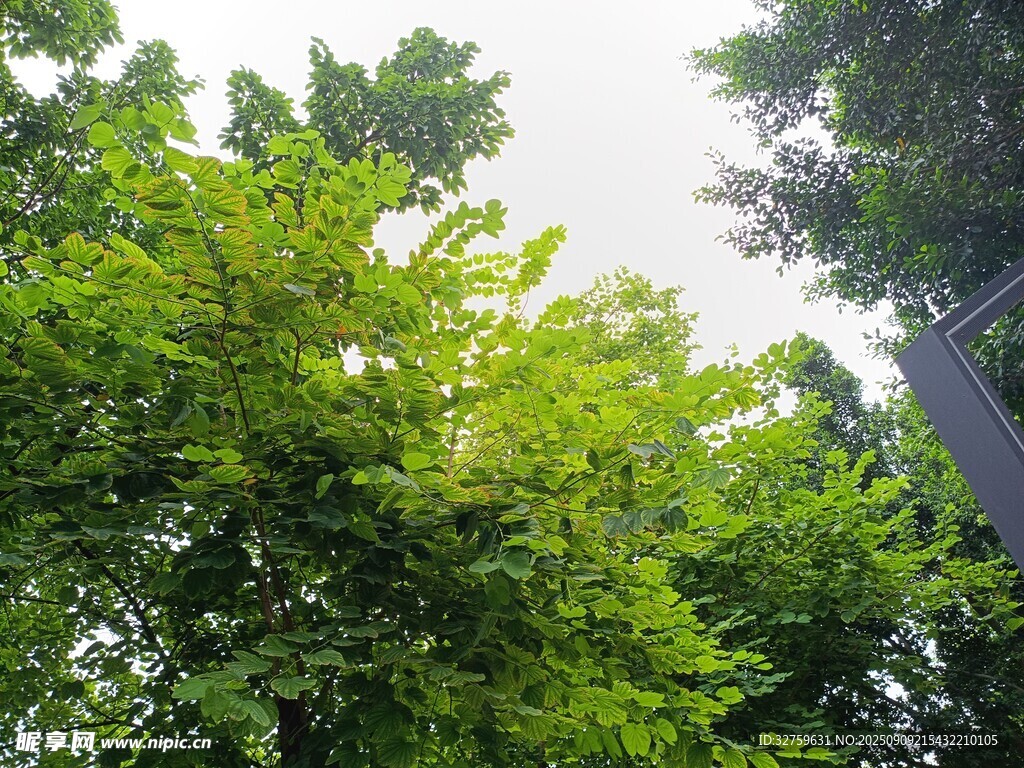 夏日葱郁绿树景观