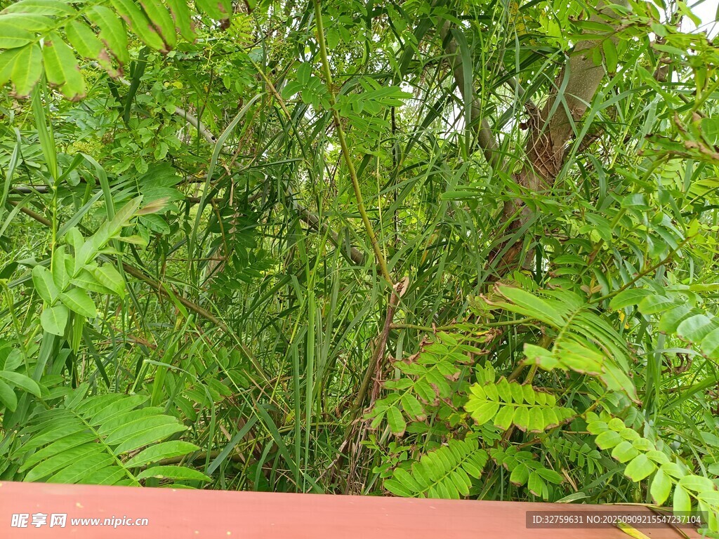 繁茂绿植景观