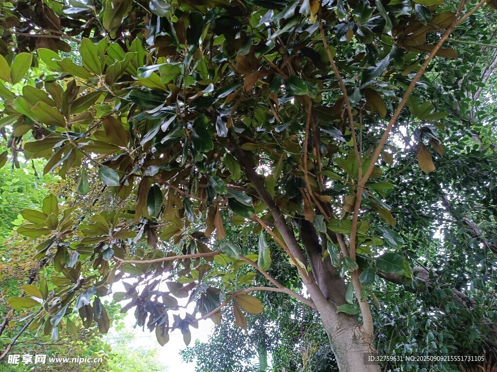 繁茂绿树间的自然景致