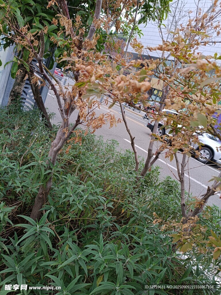 秋日路边绿植与树木景象