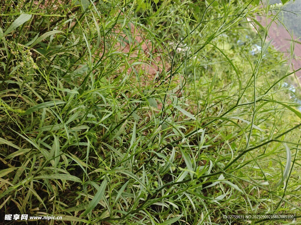 翠绿草丛近景