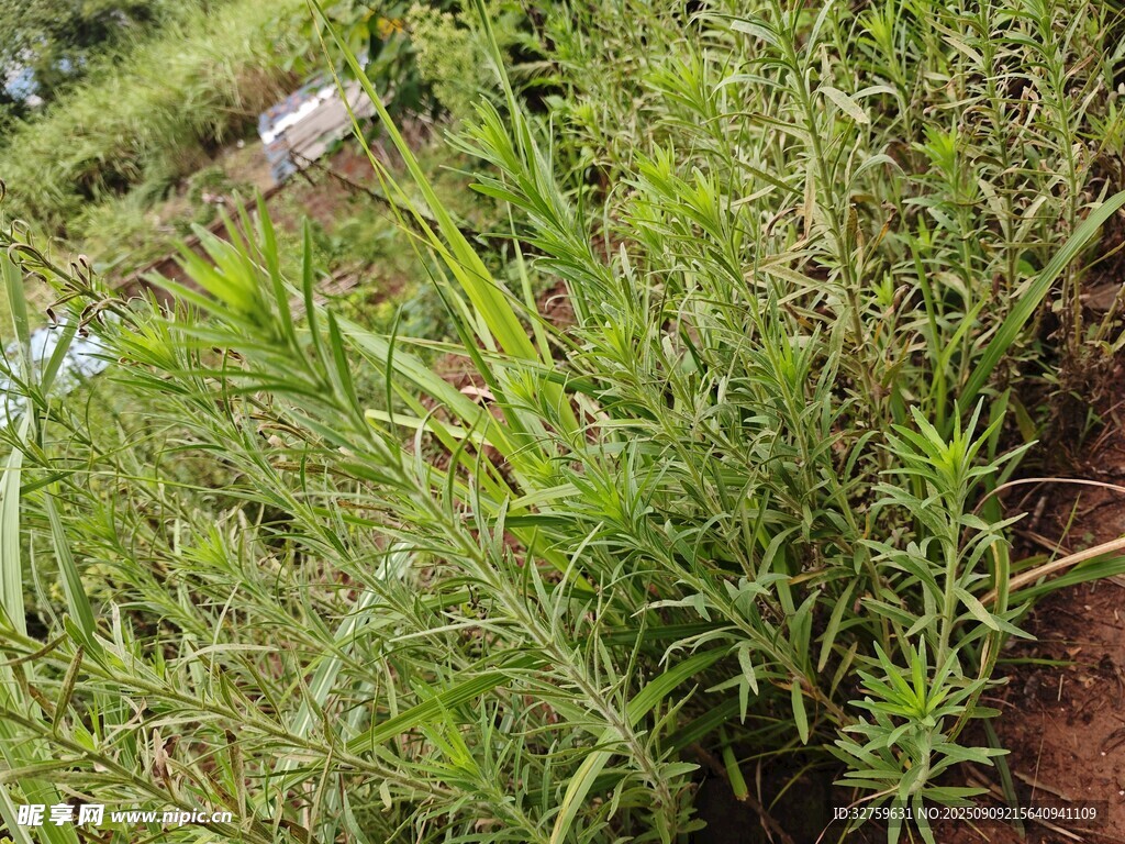 野外繁茂的绿色植物