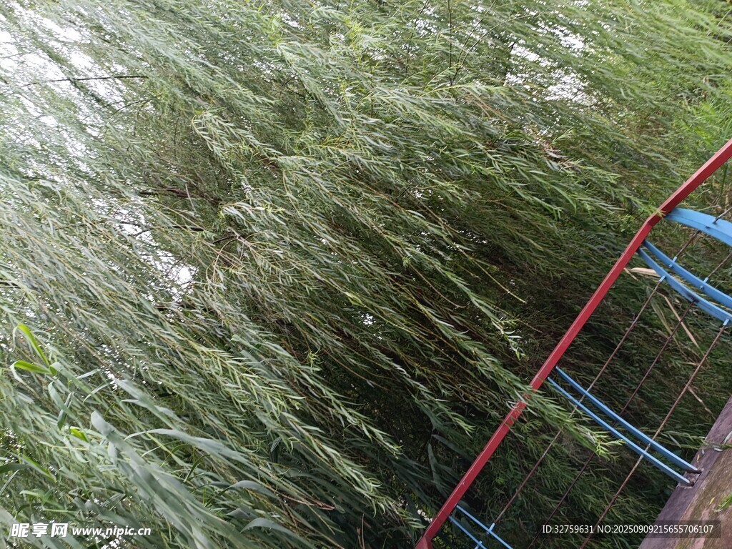 茂密绿植中的红色物件