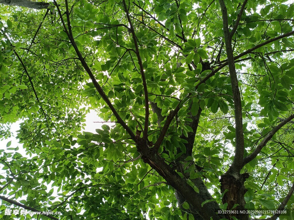 繁茂绿树 