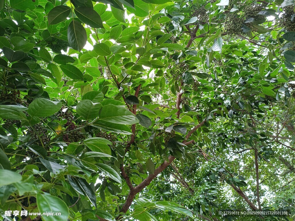 茂密丛林中的繁茂绿植