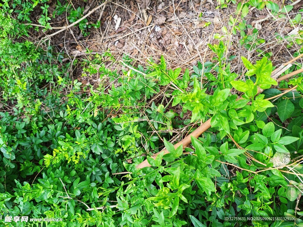 野外繁茂绿植景象