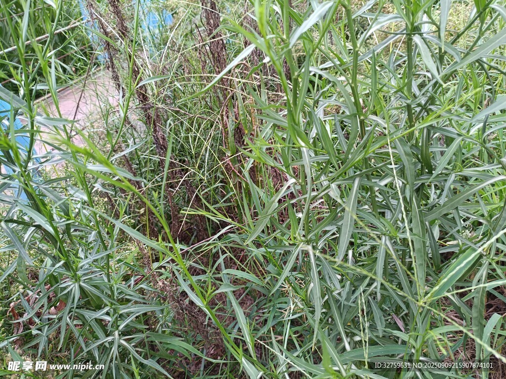茂密绿植特写