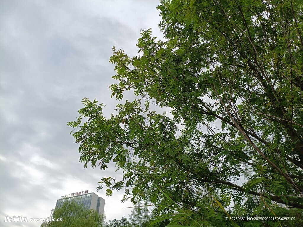绿树映灰天的自然景致