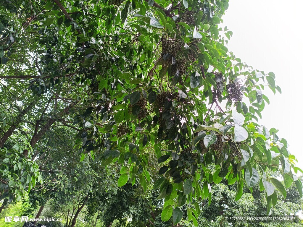 茂密丛林中的繁茂绿植