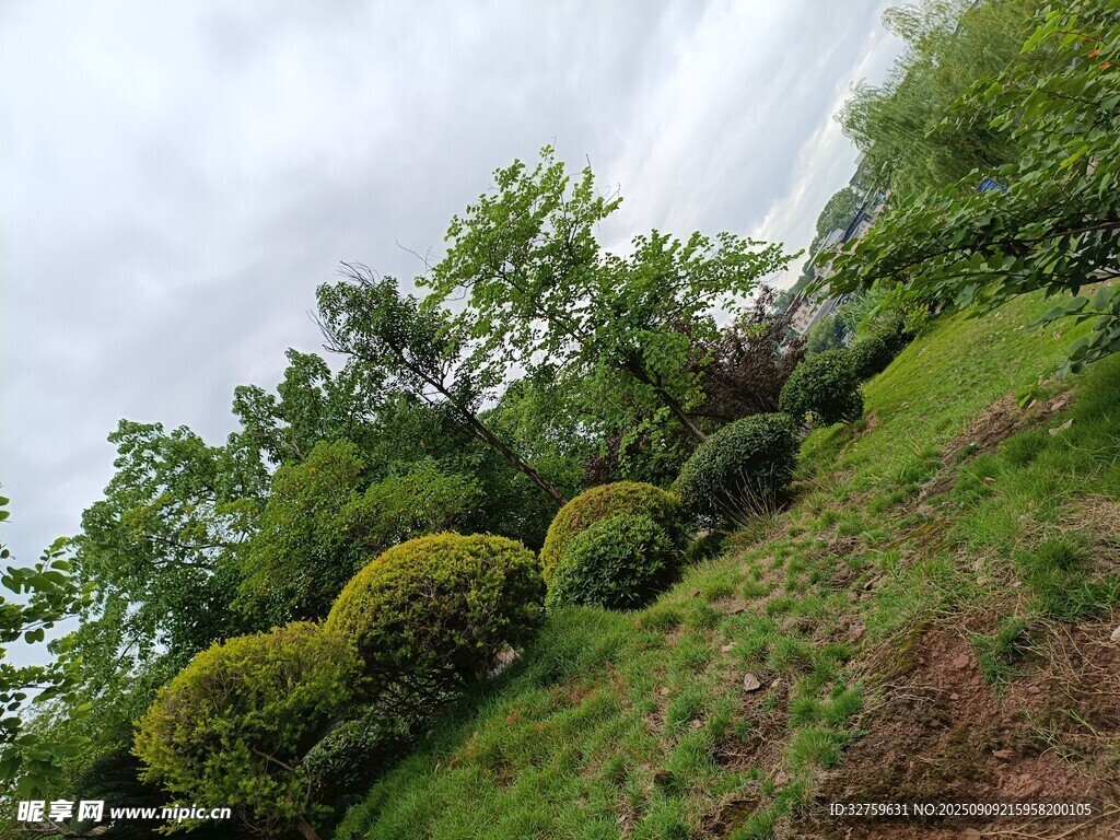山坡上的多彩绿植景观