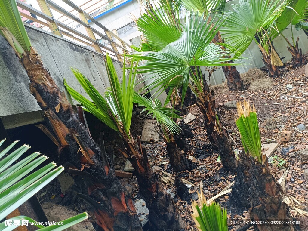 庭院中的棕榈植物景观