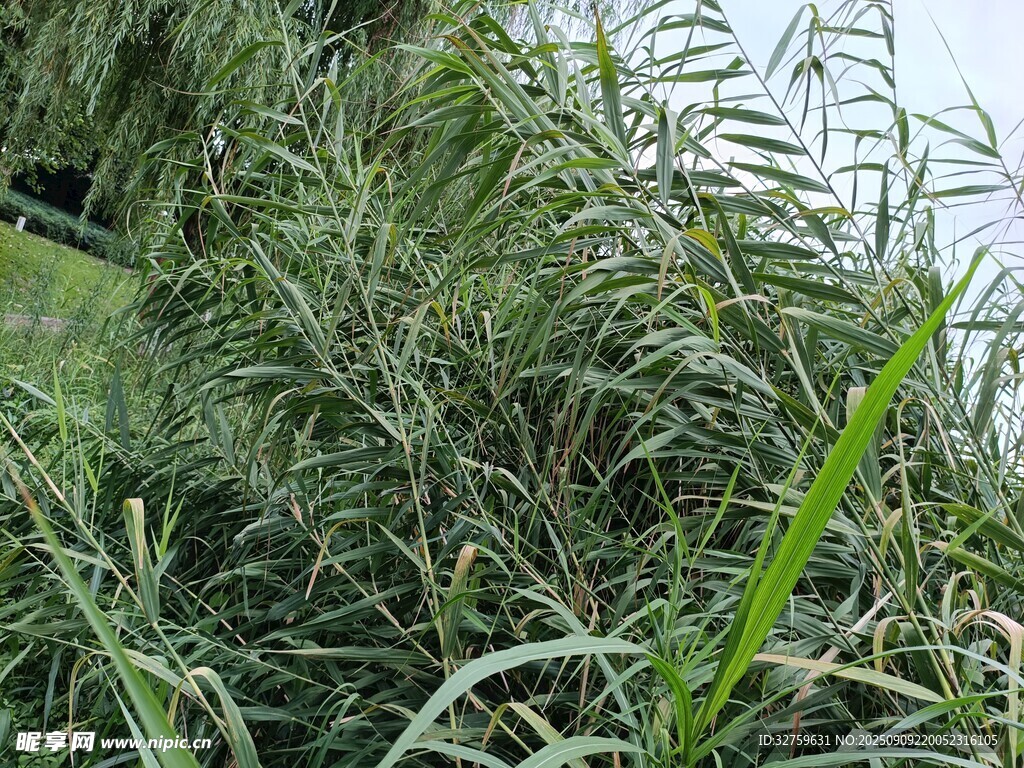 河边茂盛的绿色芦苇丛