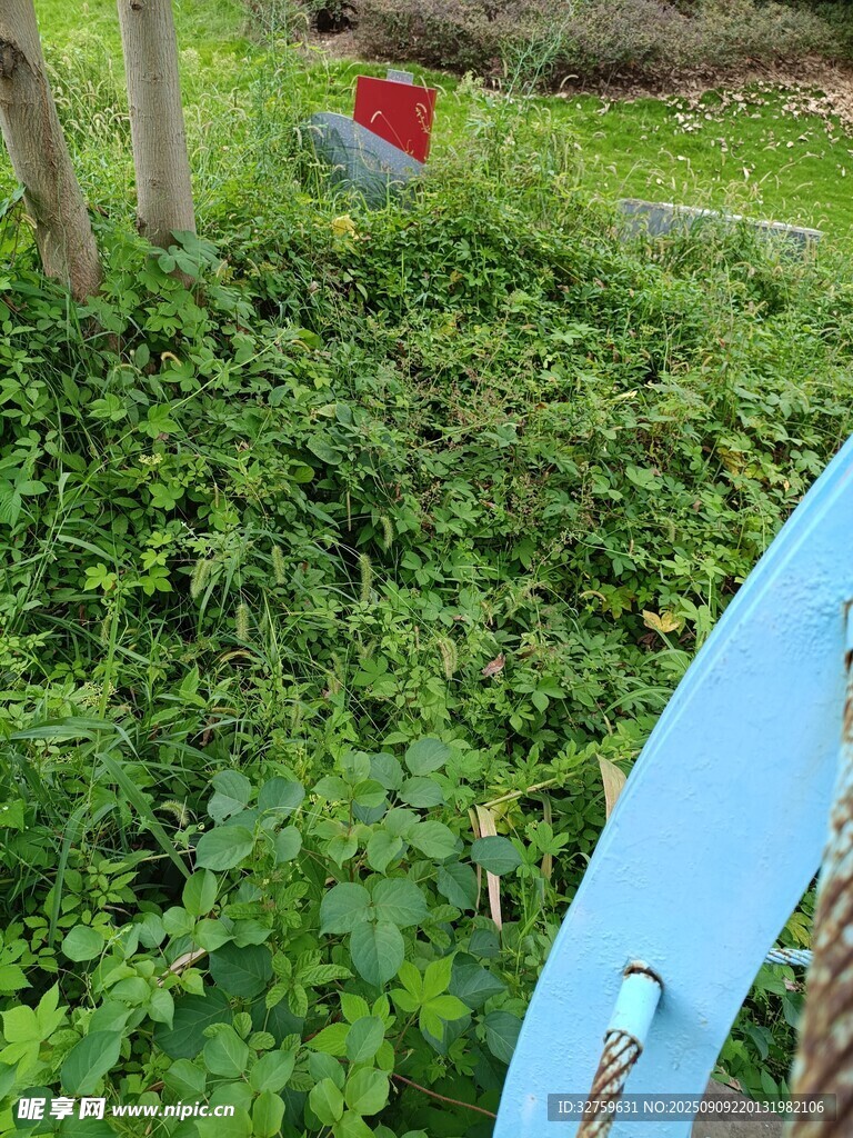 户外绿植中的彩色物件