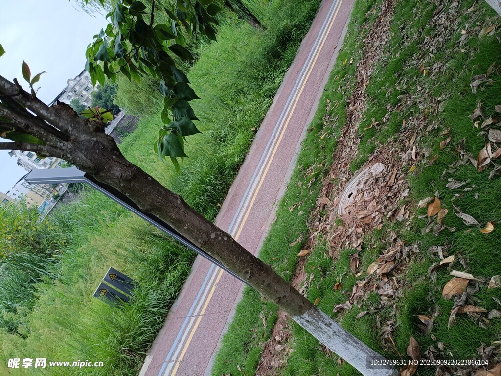 乡村小路旁的绿树风景