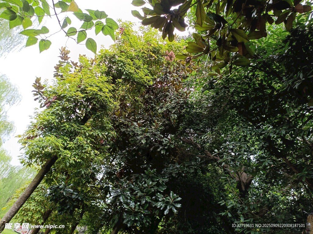 繁茂绿植景观
