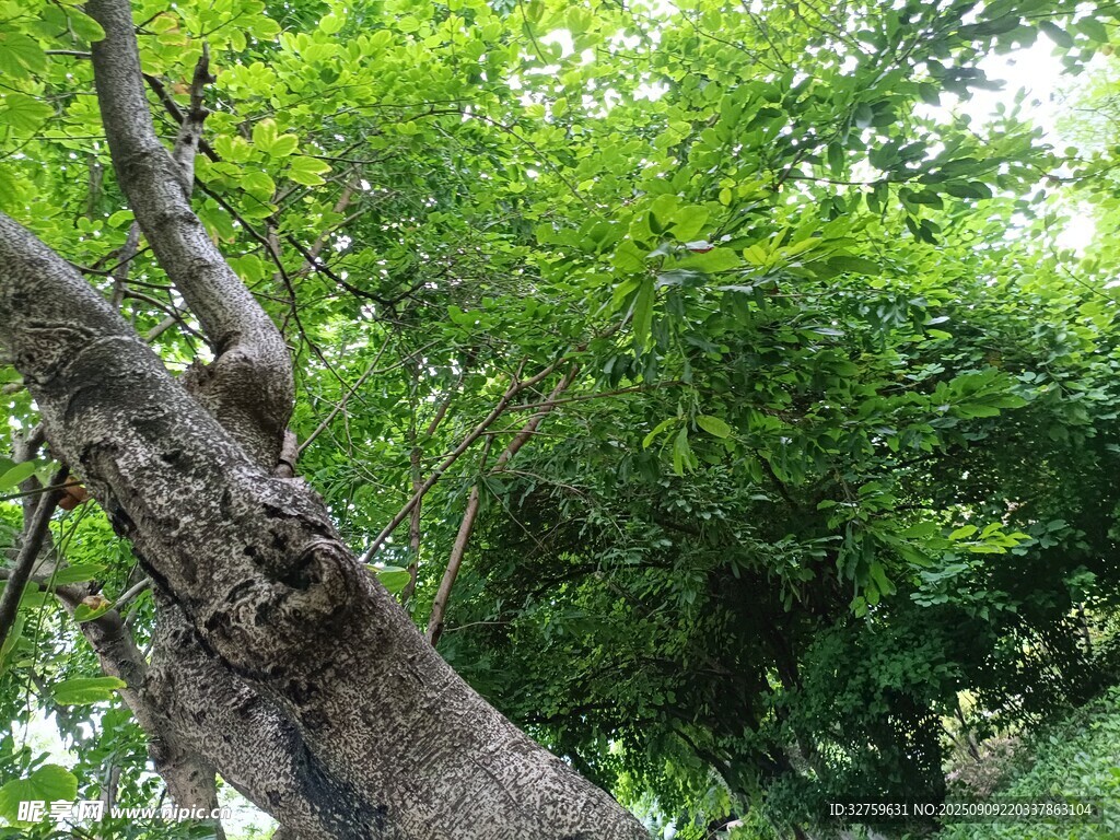 粗壮老树与繁茂绿叶