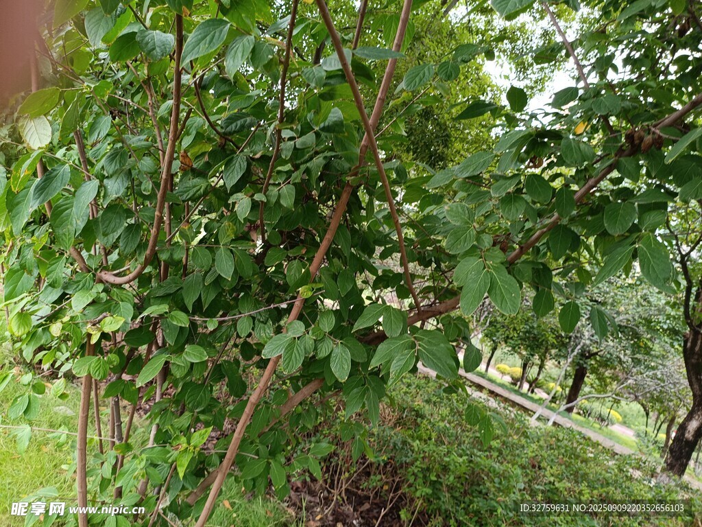 繁茂绿树