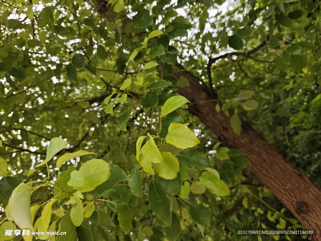 仰视繁茂绿树树干