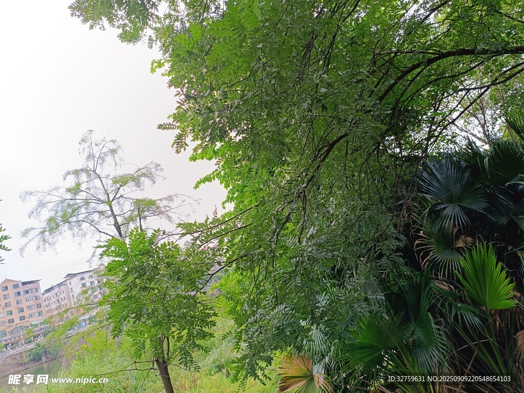 绿意盎然的户外树木景观