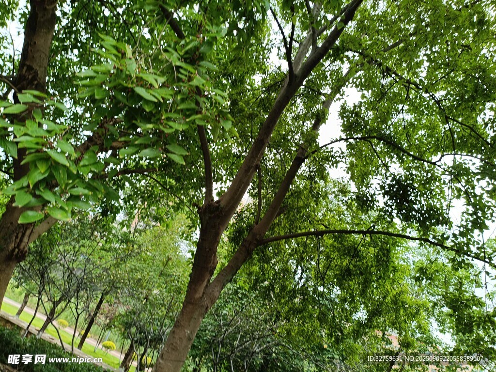 繁茂绿树 