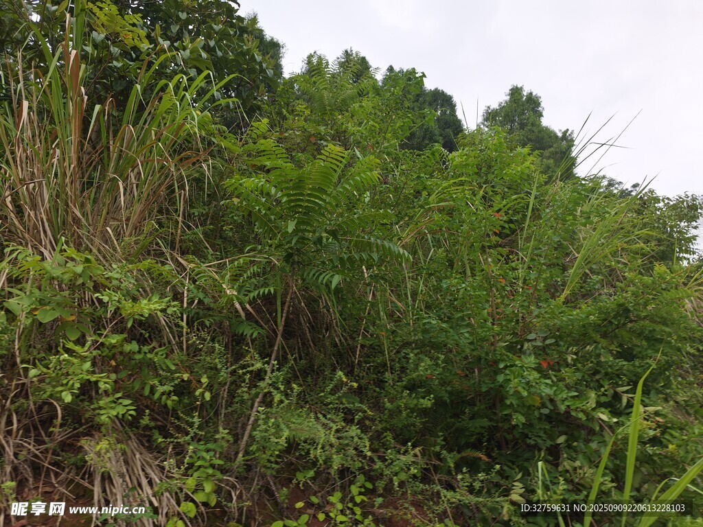 茂密山林植被景观