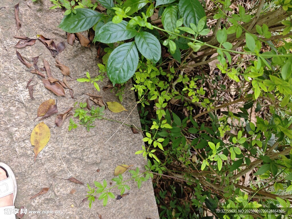 岩石旁生长的翠绿藤蔓植物
