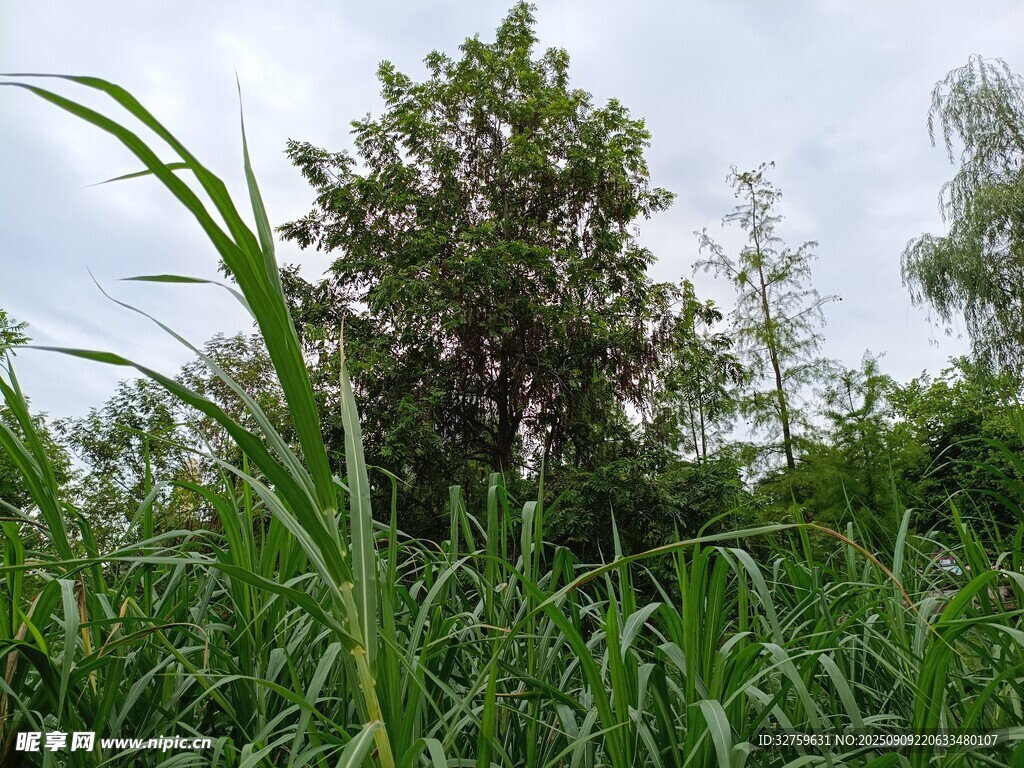 野外茂密绿植景观