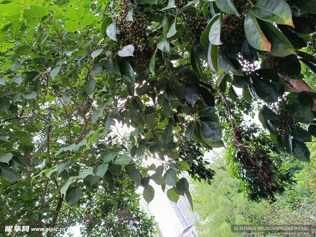 繁茂枝叶间的白色花朵