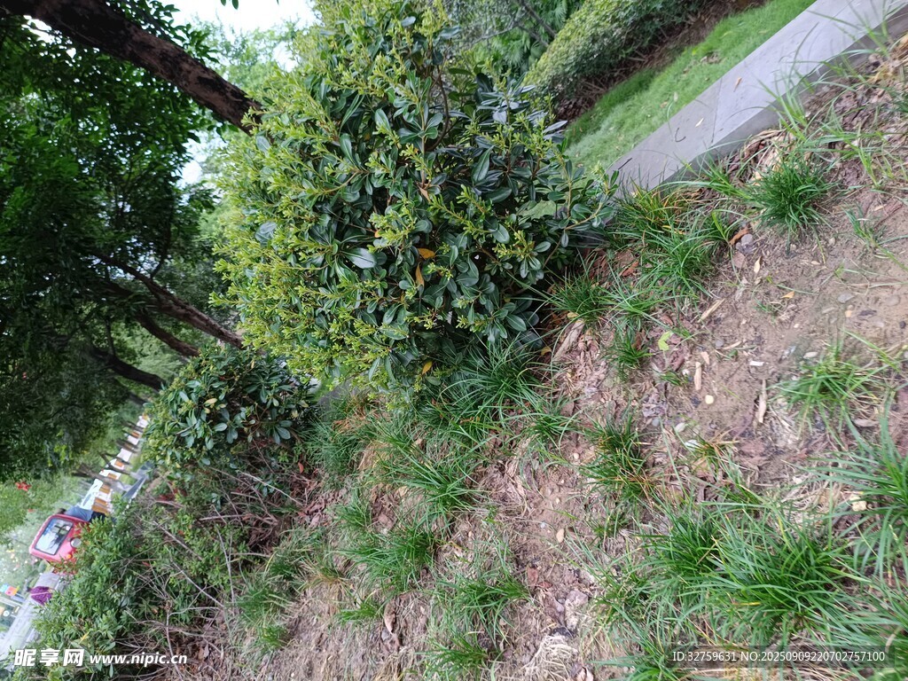 路边绿植景观