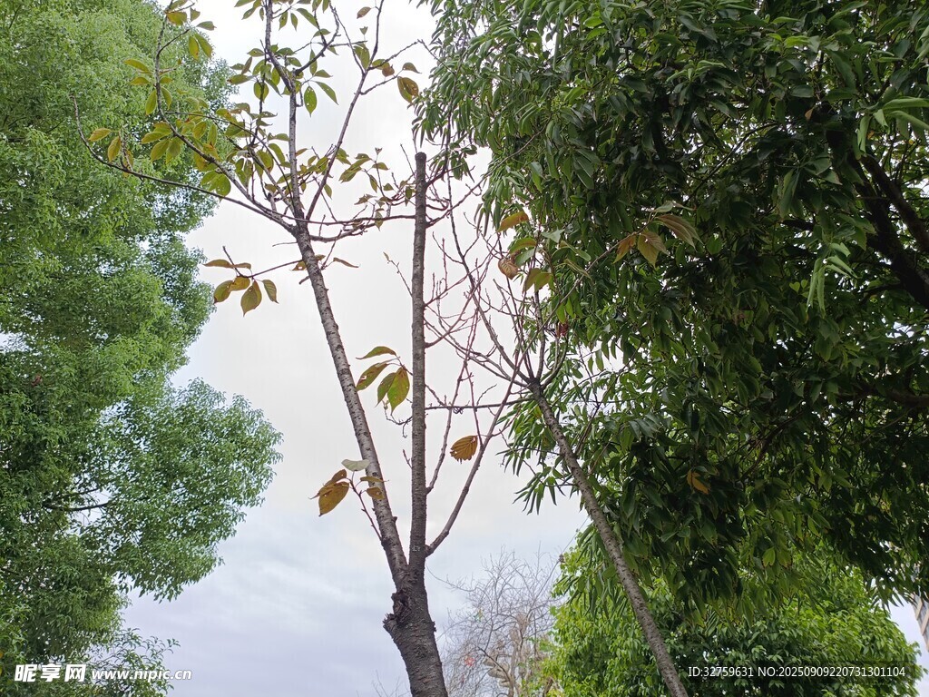 林间孤树