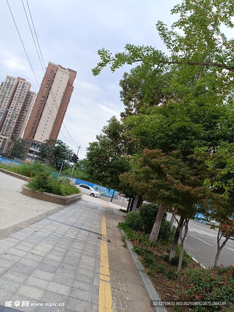 城市林荫步道风景