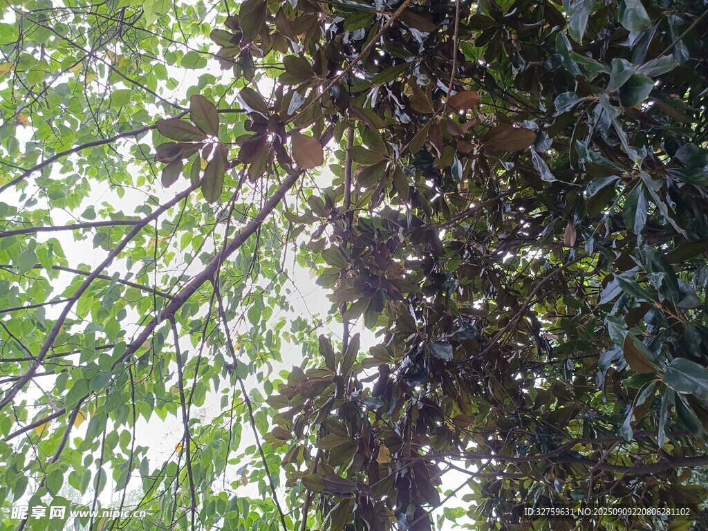 枝头繁茂的绿叶与果实
