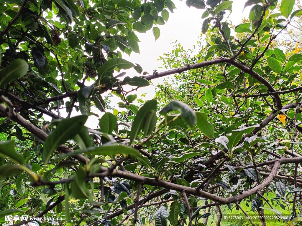 繁茂枝叶间的绿意景象