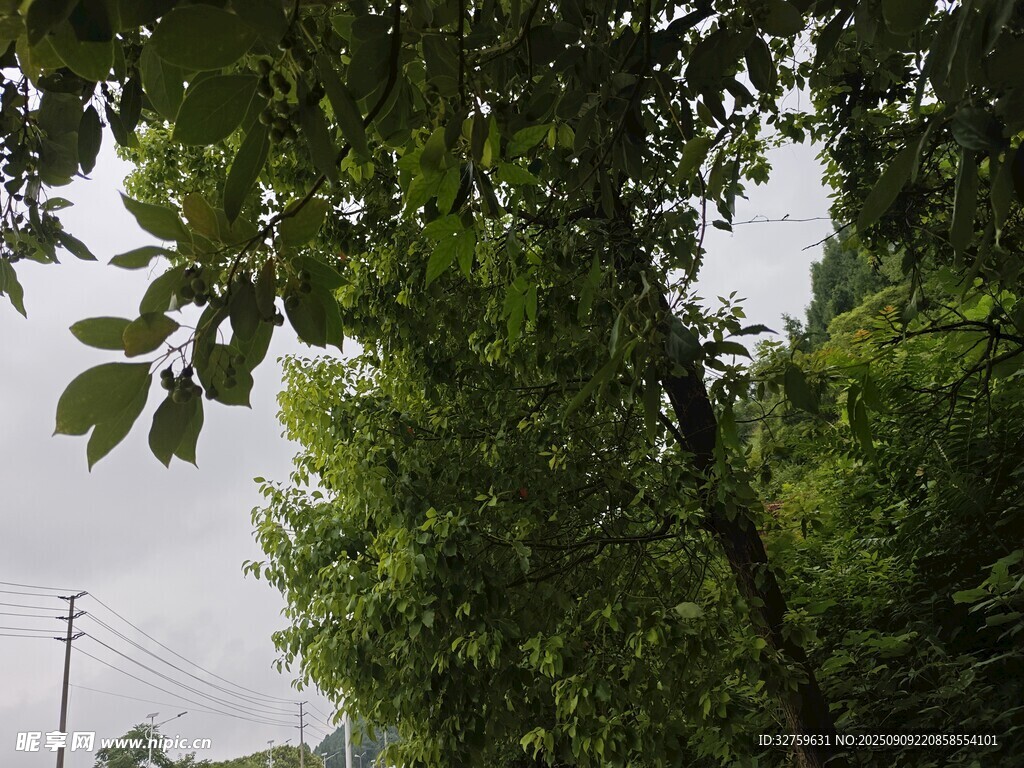 绿树成荫的自然景致