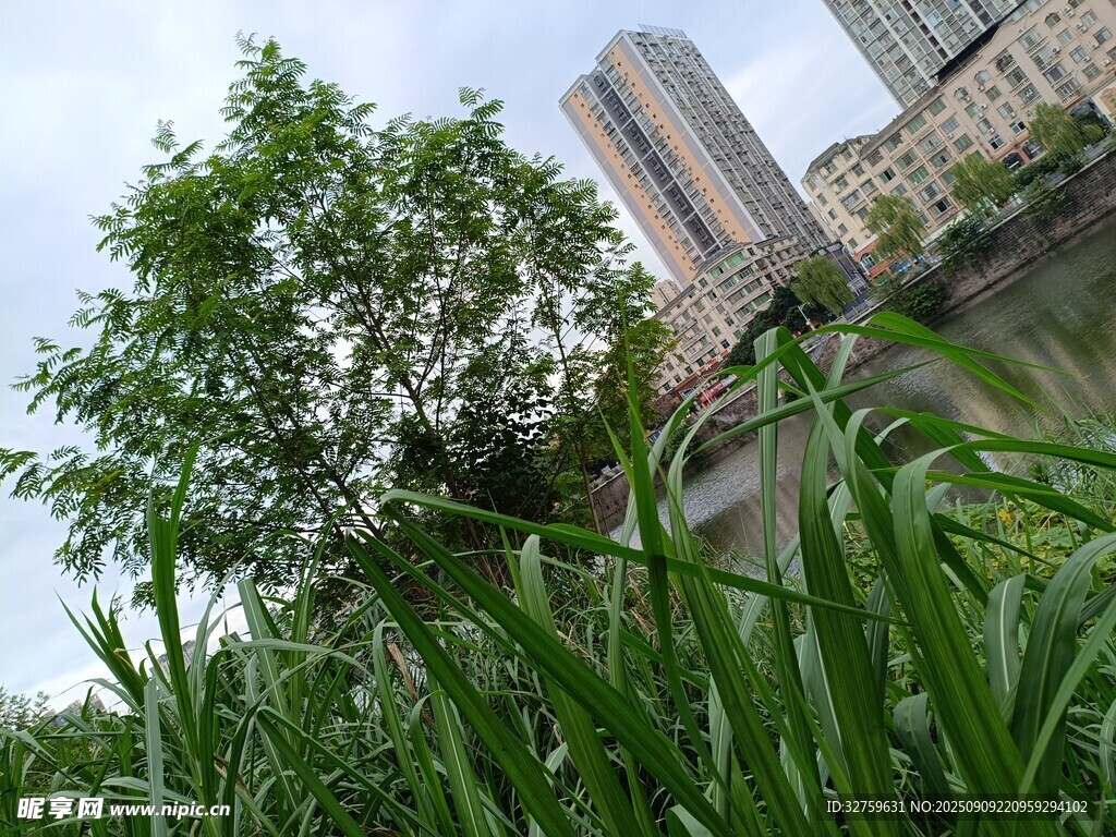 城市边的绿植与高楼景观