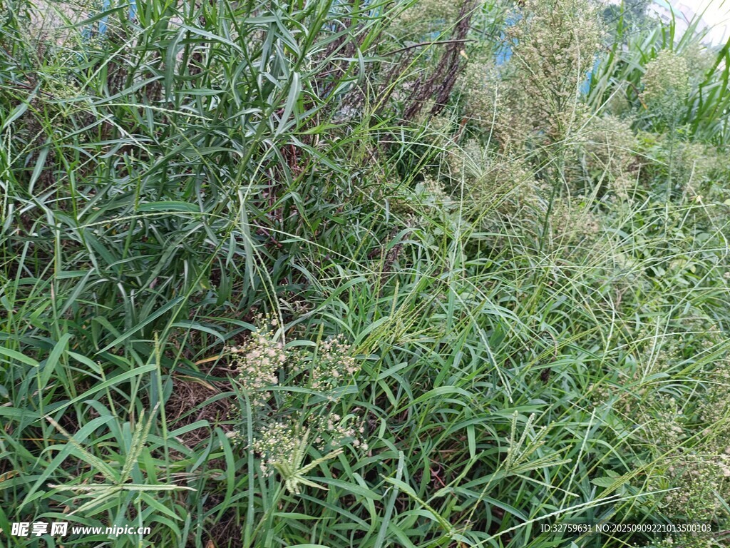 野外丛生的绿色植物