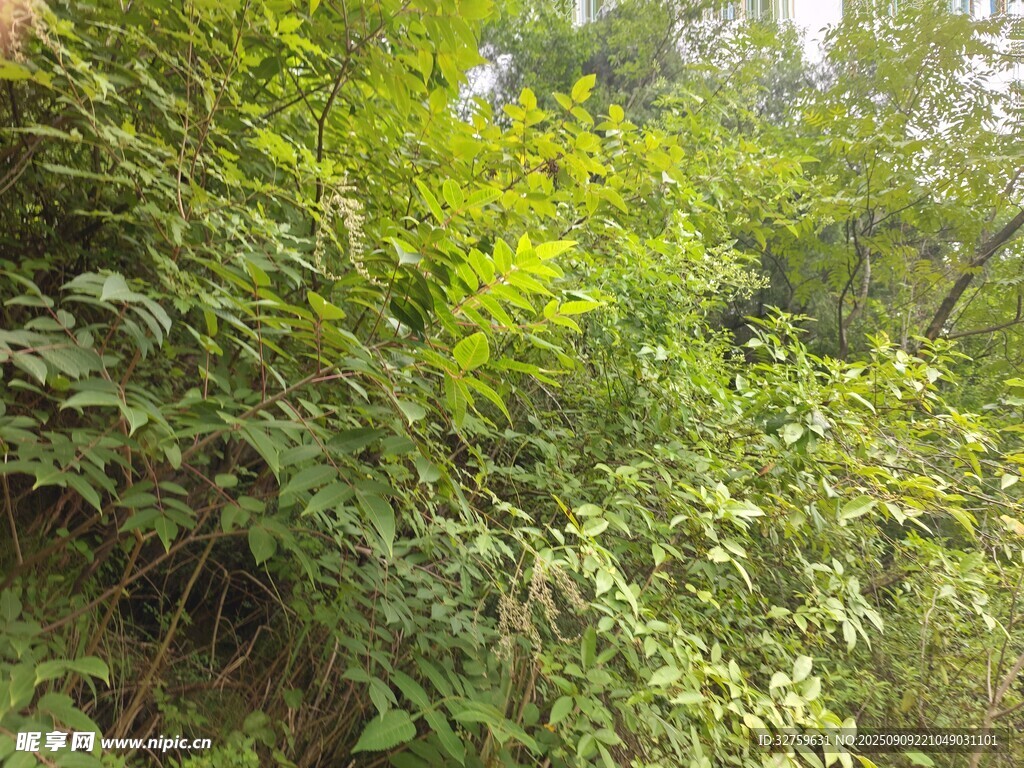 茂密山林绿植景观